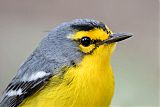 St. Lucia Warbler